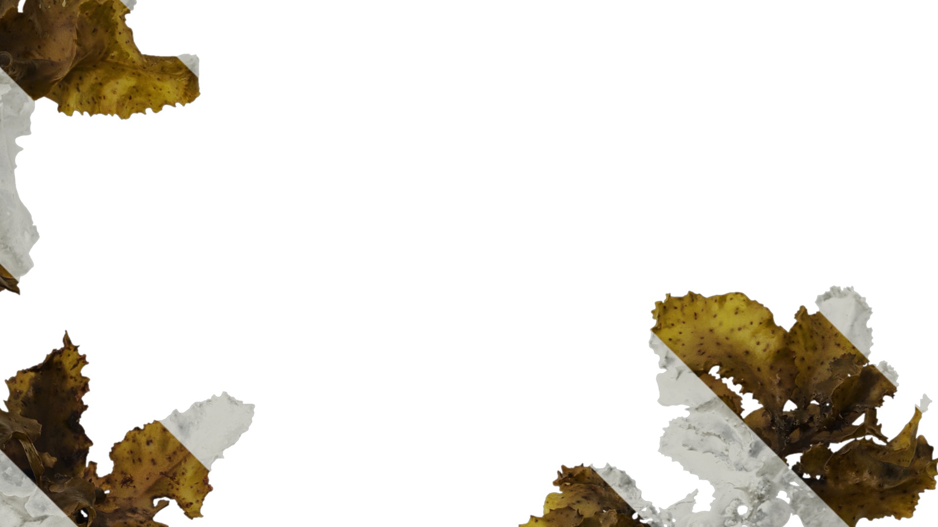 Anydrafts Sargassum pallidum Atlas 08 Texture_2