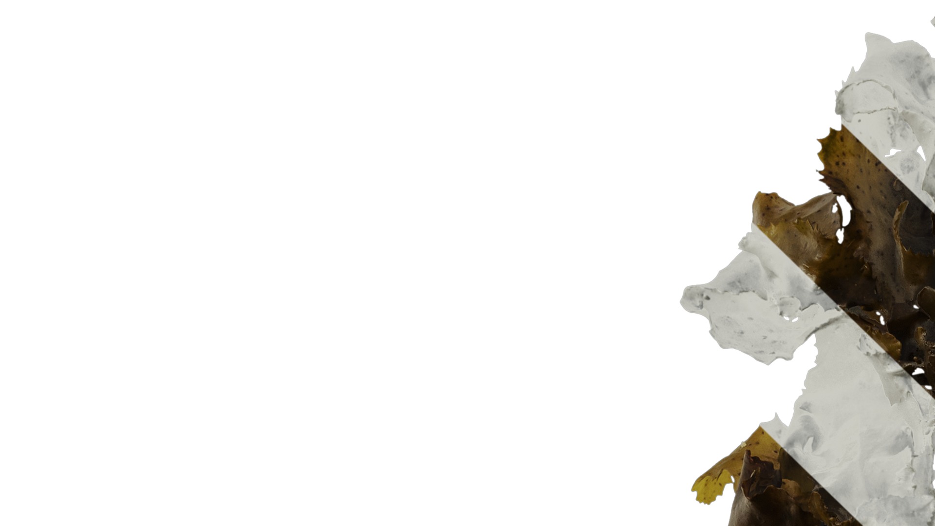 Anydrafts Sargassum pallidum Atlas 08 Texture_1