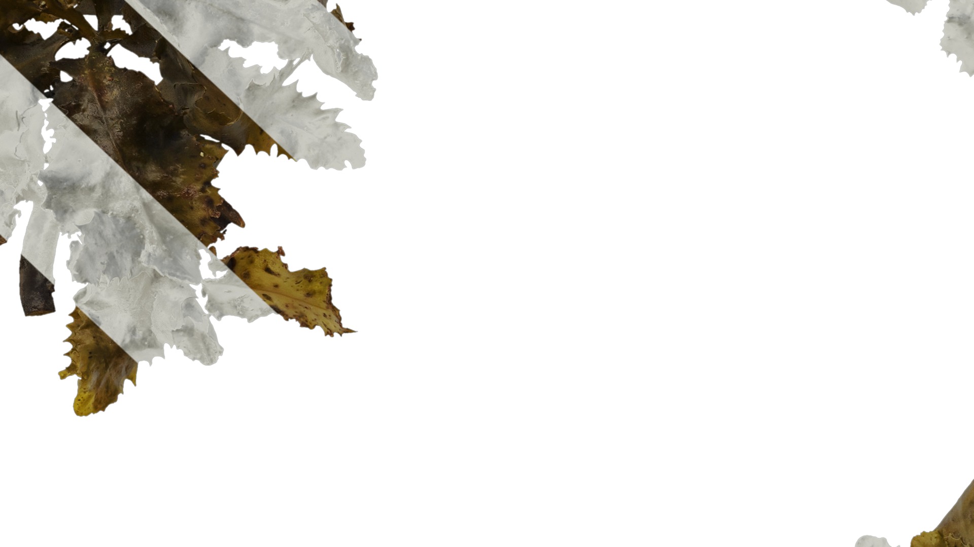 Anydrafts Sargassum pallidum Atlas 09 Texture_7