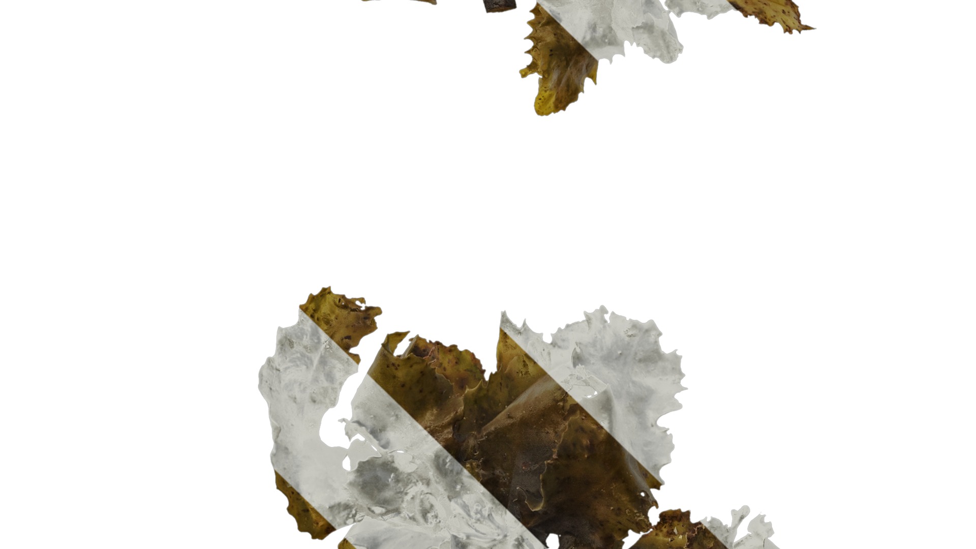 Anydrafts Sargassum pallidum Atlas 09 Texture_5