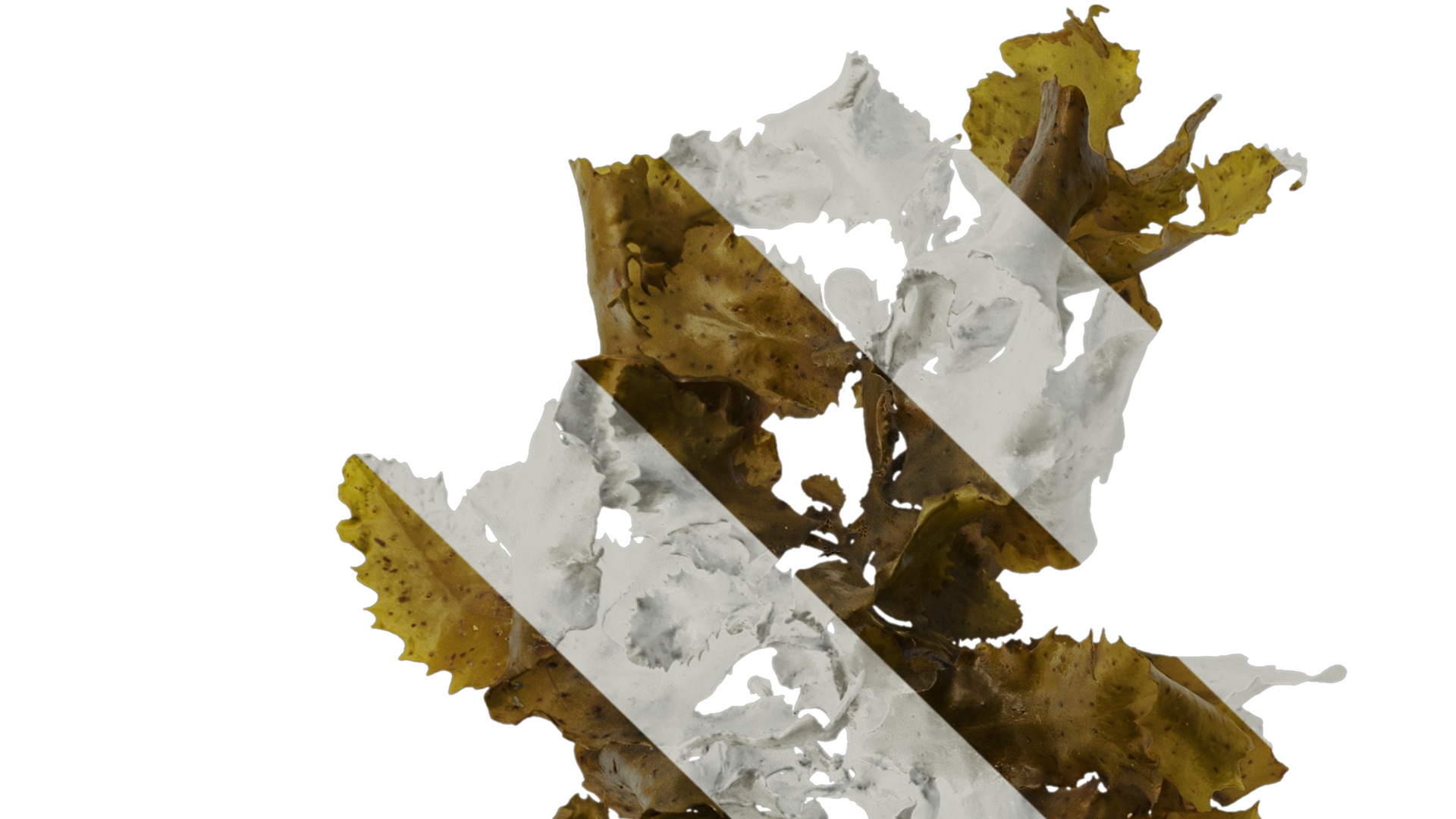 Anydrafts Sargassum pallidum Atlas 09 Texture_1