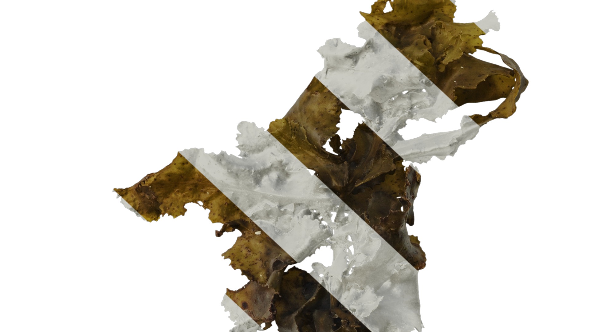 Anydrafts Sargassum pallidum Atlas 09 Texture_6