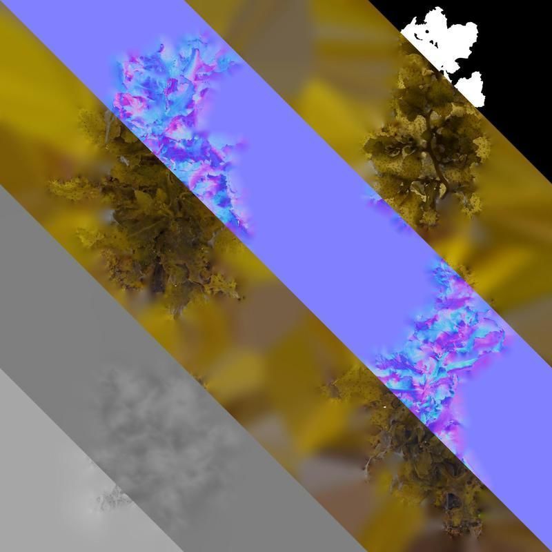 Anydrafts Sargassum pallidum Atlas 09 Texture_8