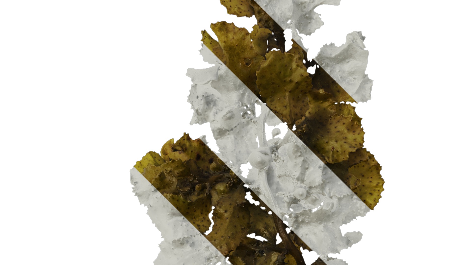 Anydrafts Sargassum pallidum Atlas 09 Texture_2