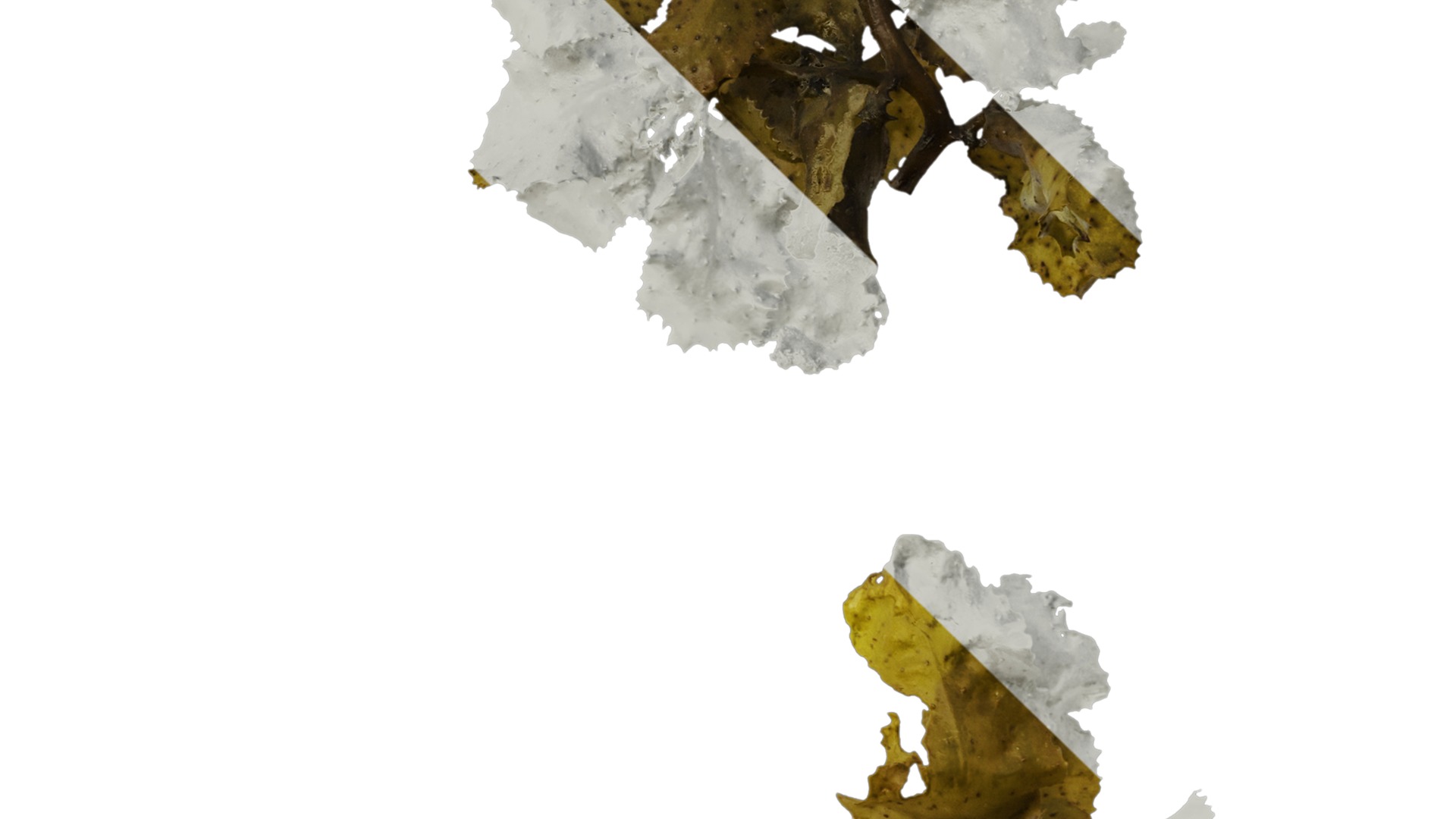 Anydrafts Sargassum pallidum Atlas 09 Texture_4