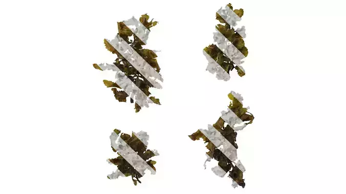 Anydrafts Sargassum pallidum Atlas 09