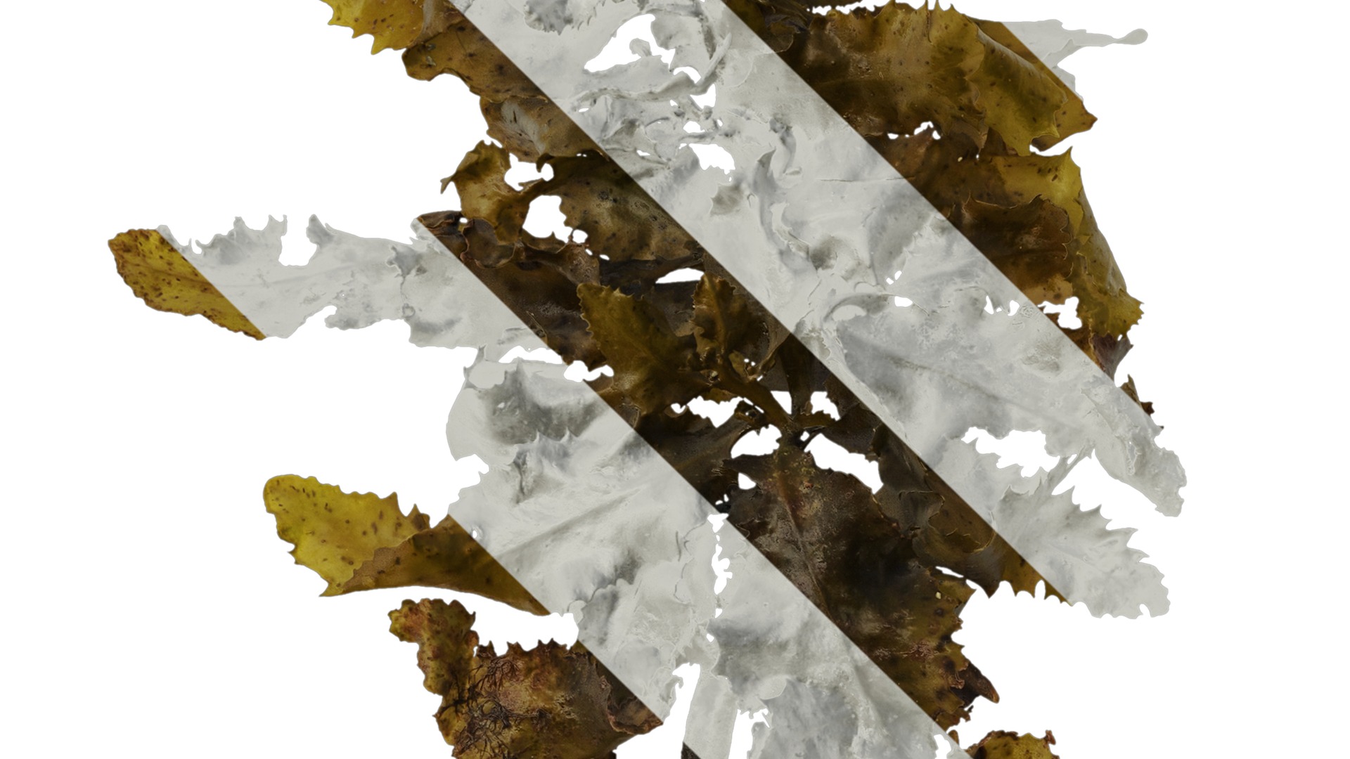 Anydrafts Sargassum pallidum Atlas 09 Texture_3