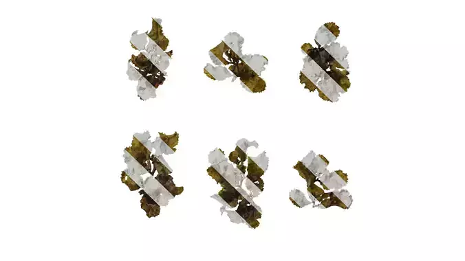 Anydrafts Sargassum pallidum Atlas 10