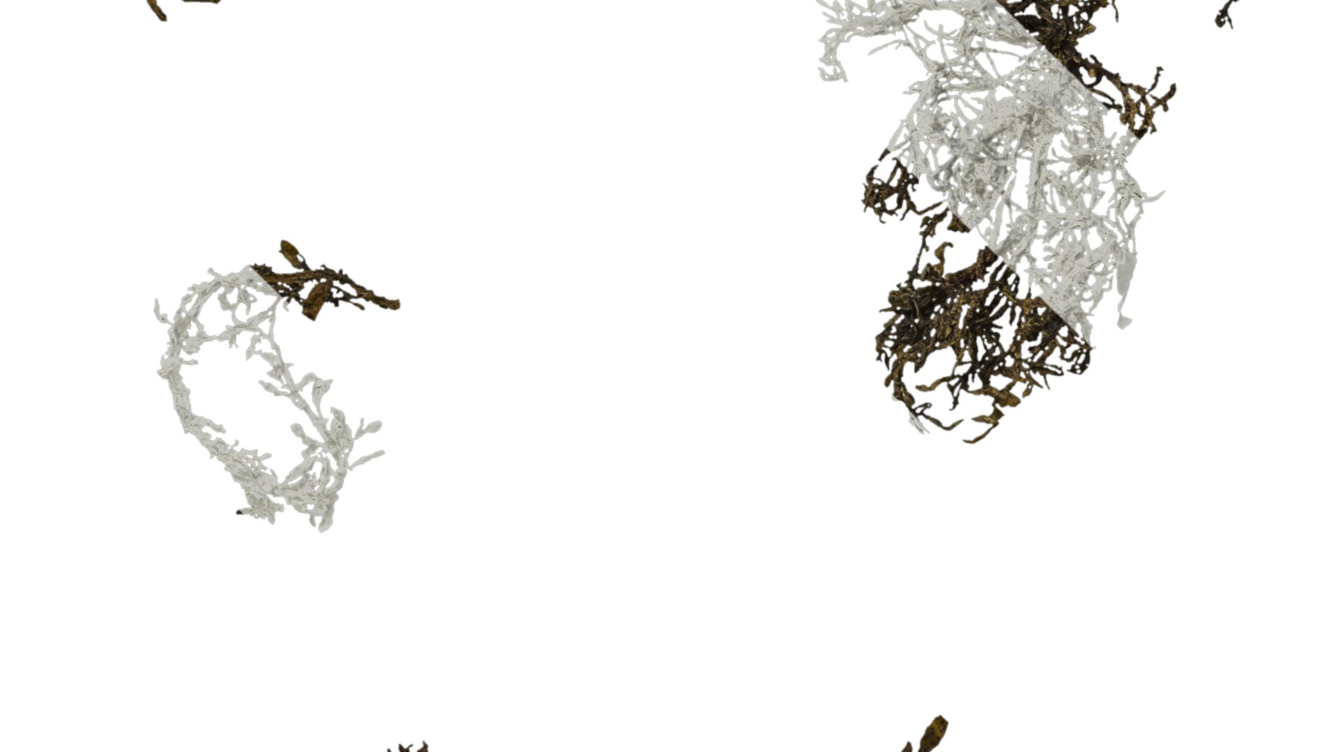 Anydrafts Sargassum pallidum Atlas 13 Texture_5