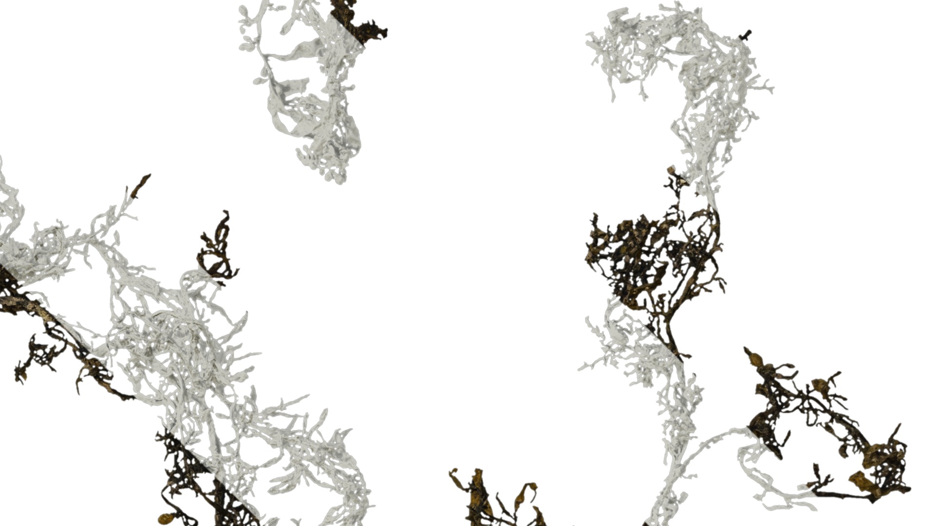 Anydrafts Sargassum pallidum Atlas 13 Texture_2