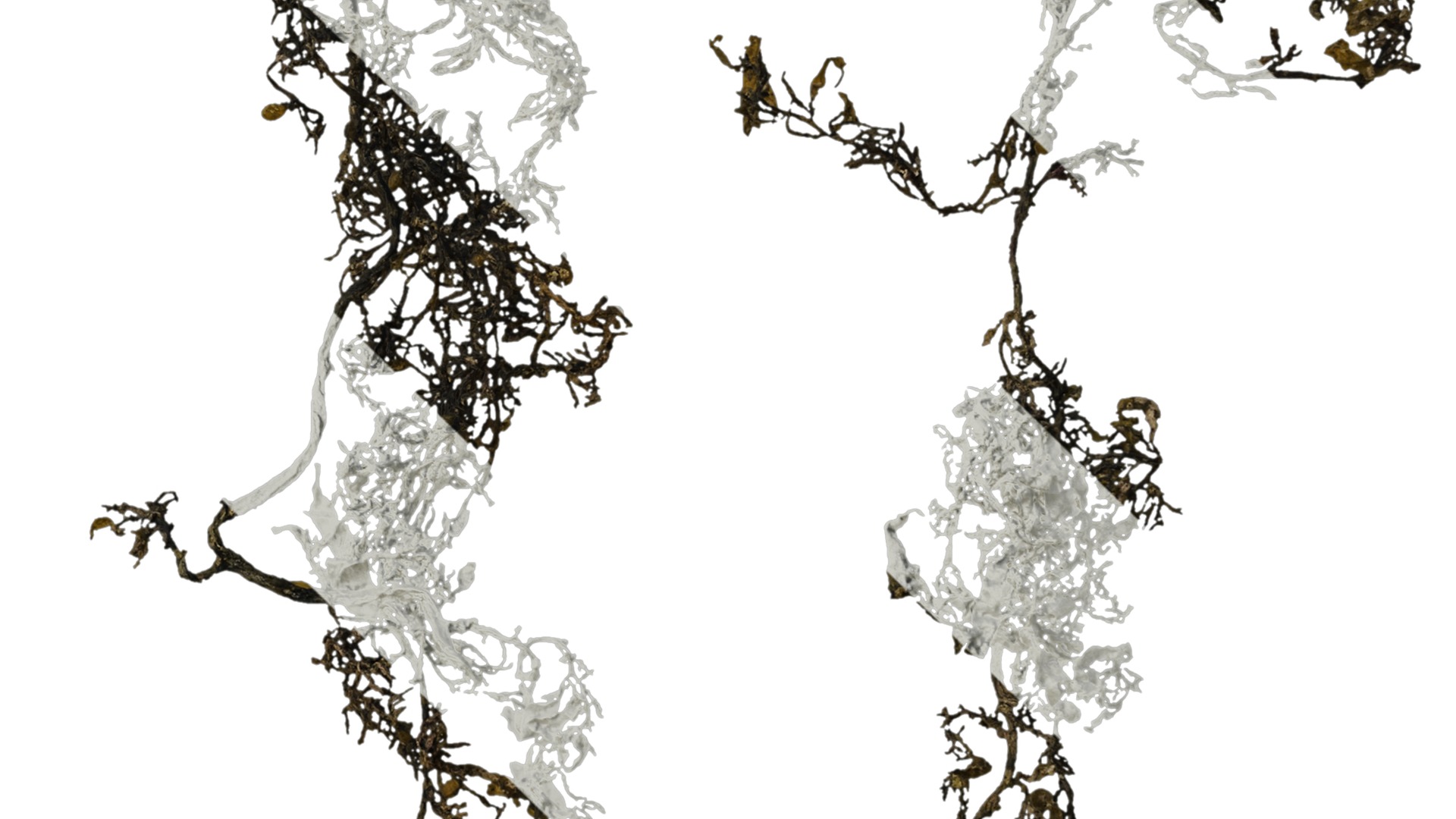 Anydrafts Sargassum pallidum Atlas 13 Texture_4