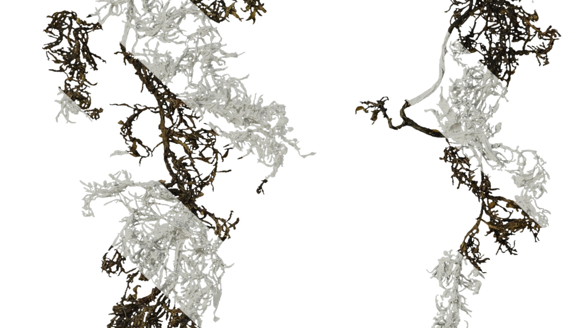 Anydrafts Sargassum pallidum Atlas 13 Texture_7