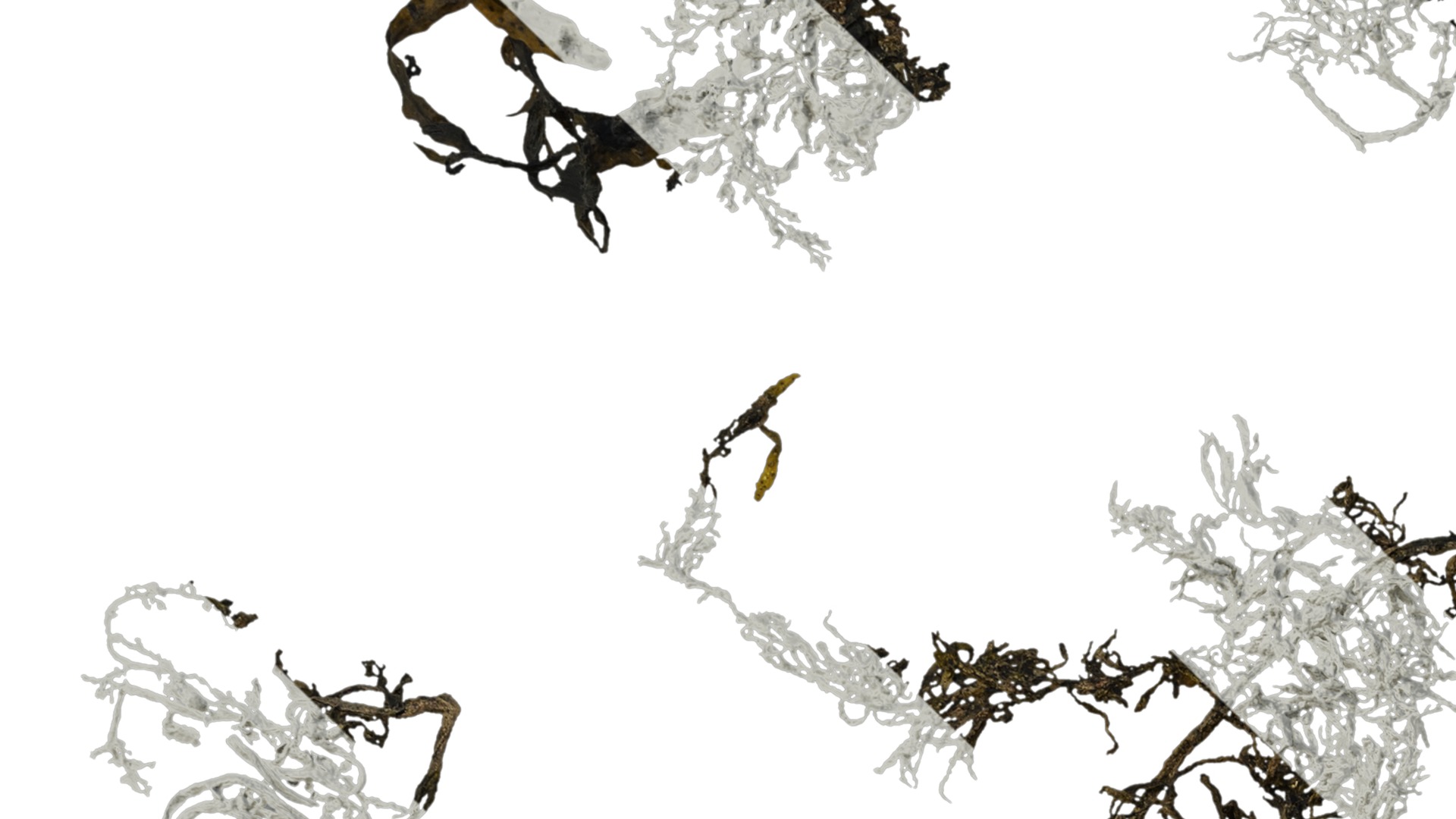 Anydrafts Sargassum pallidum Atlas 13 Texture_1