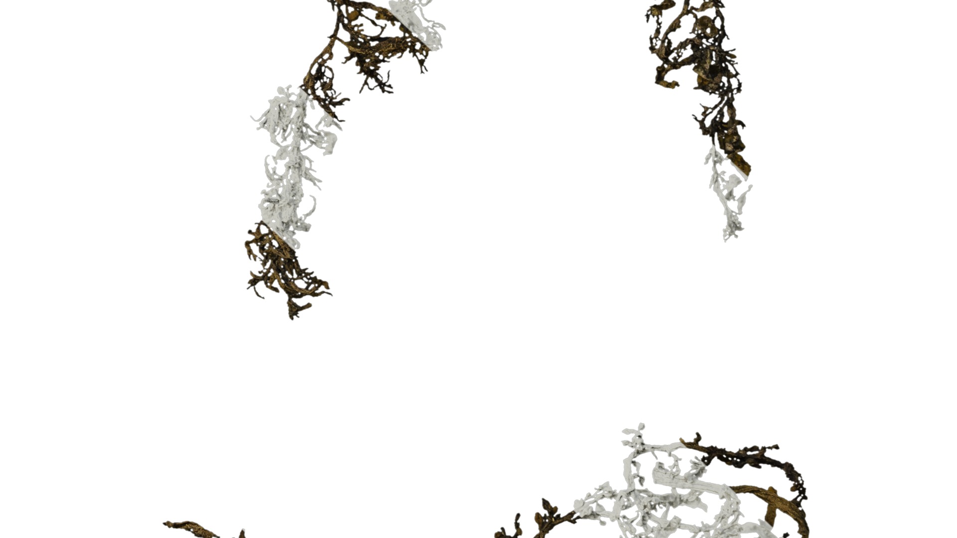 Anydrafts Sargassum pallidum Atlas 13 Texture_6