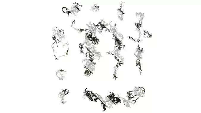 Anydrafts Sargassum pallidum Atlas 13