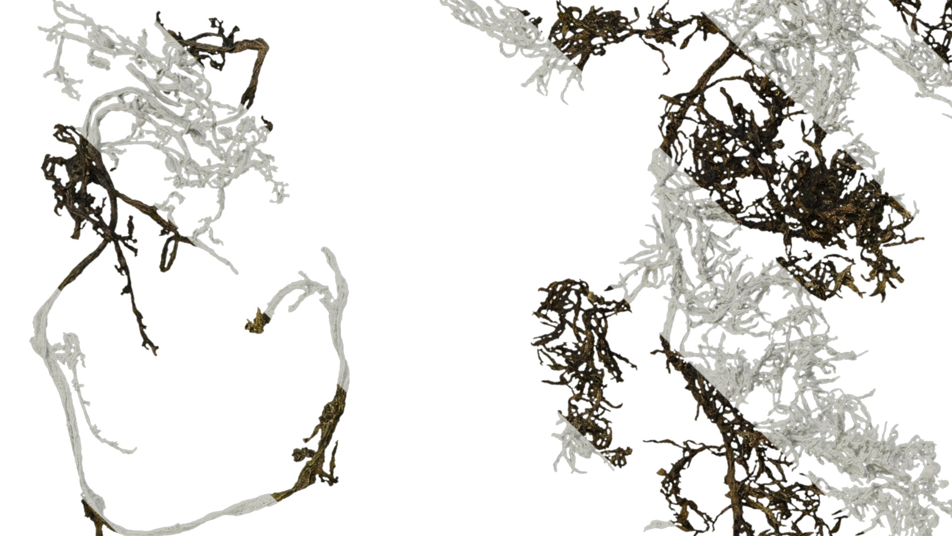 Anydrafts Sargassum pallidum Atlas 13 Texture_3