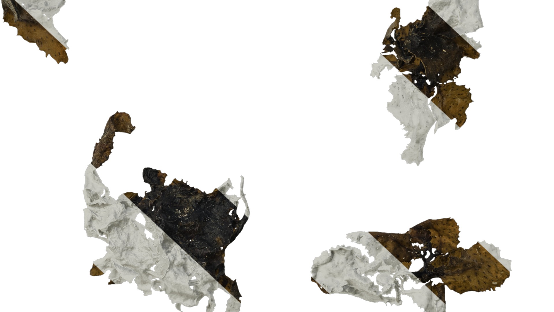 Anydrafts Sargassum pallidum Atlas 15 Texture_6