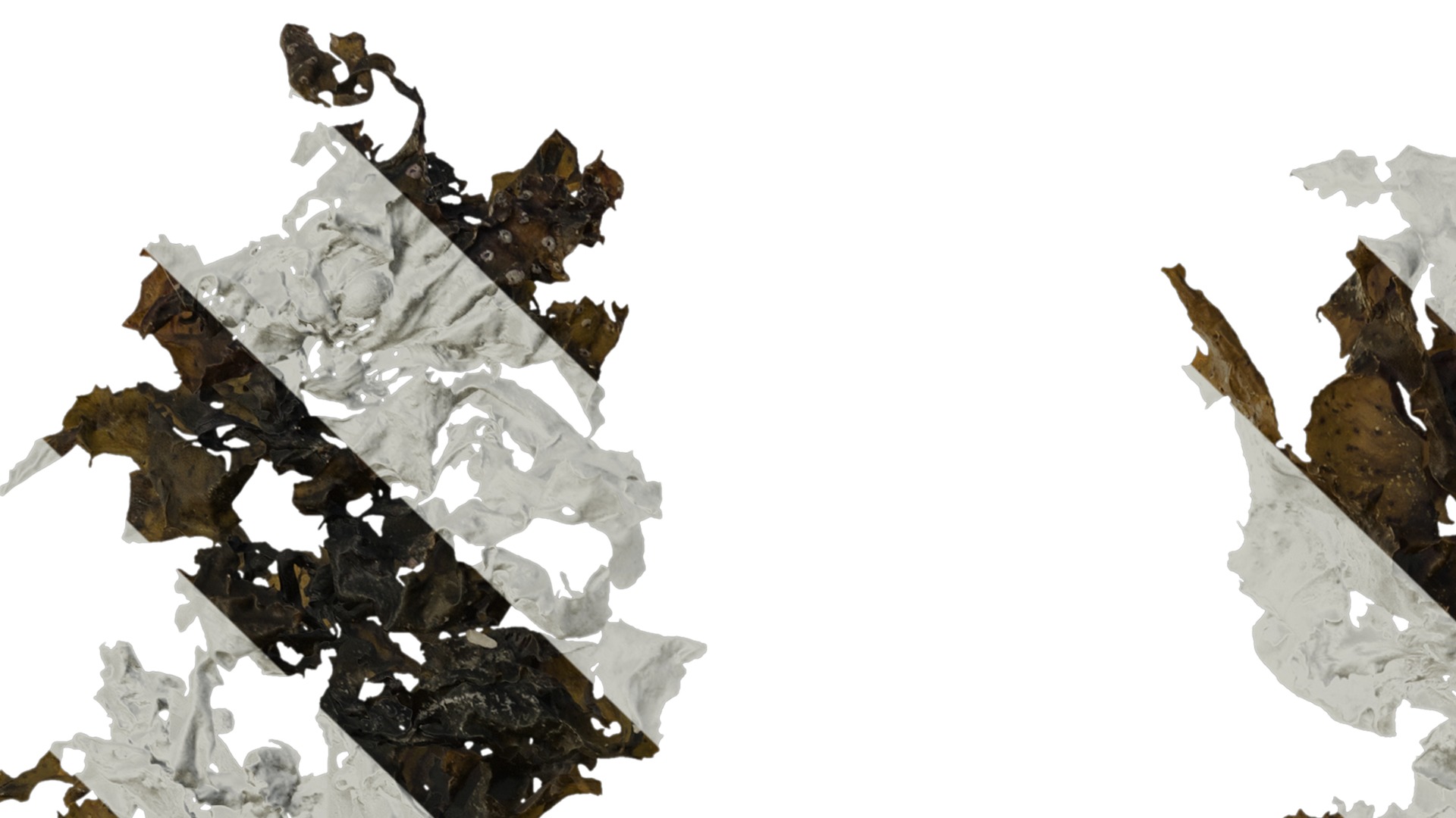 Anydrafts Sargassum pallidum Atlas 15 Texture_1