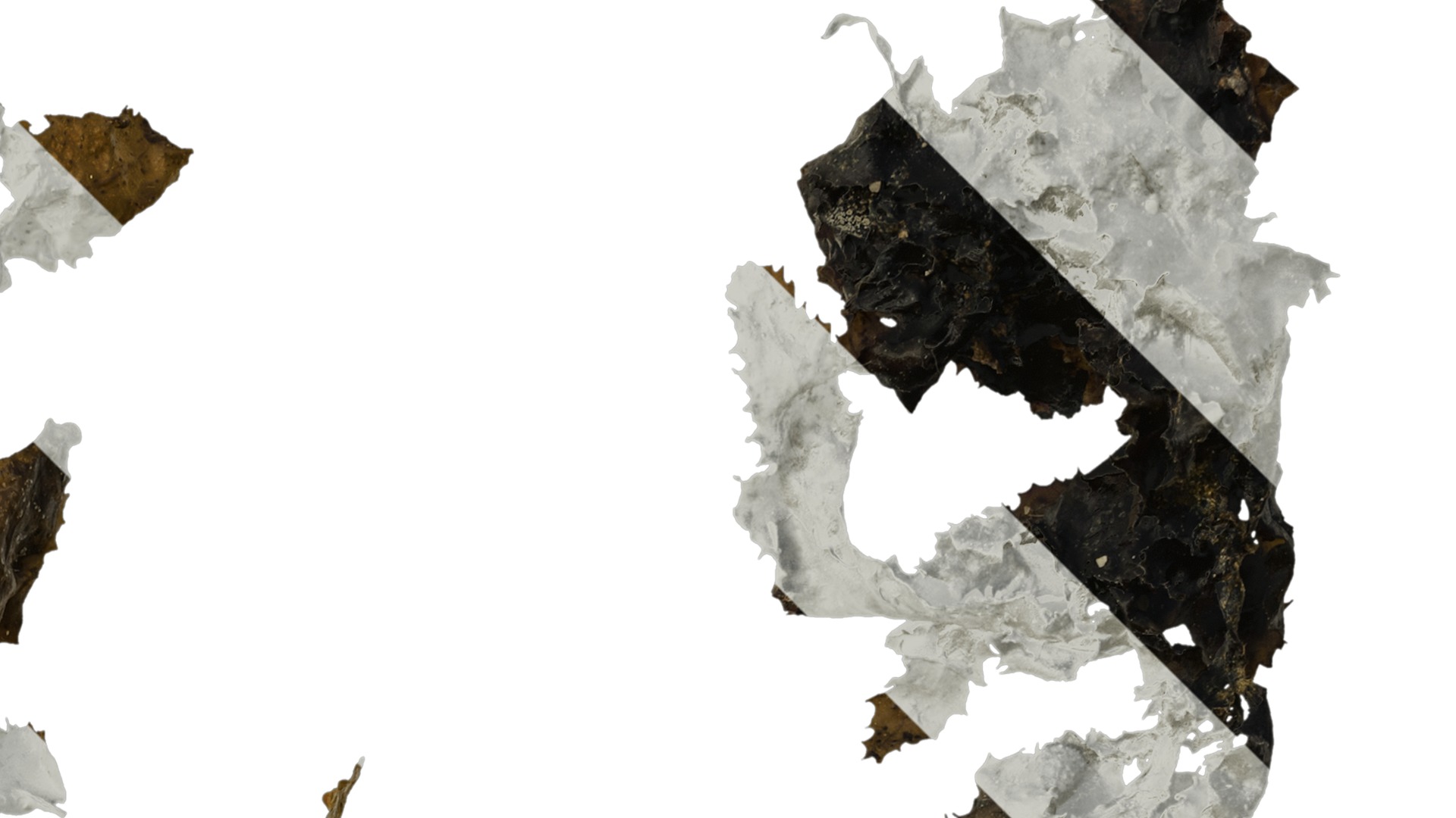 Anydrafts Sargassum pallidum Atlas 15 Texture_2