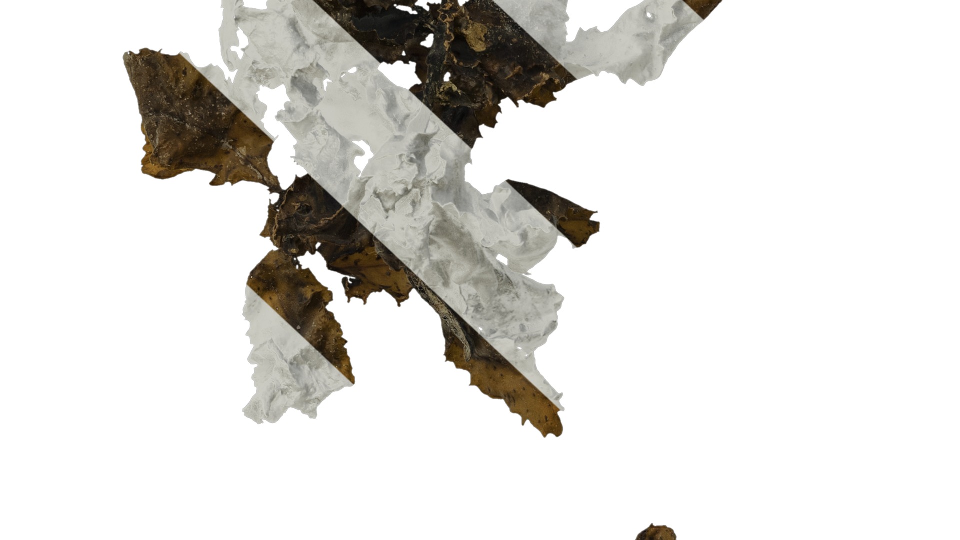 Anydrafts Sargassum pallidum Atlas 15 Texture_7