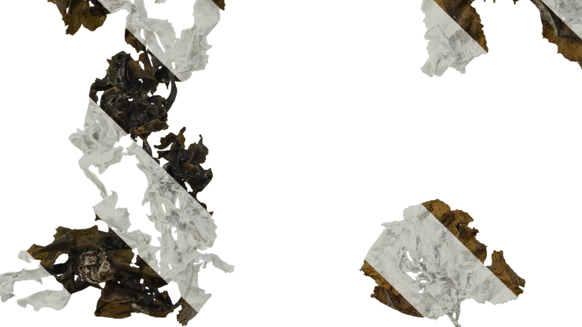 Anydrafts Sargassum pallidum Atlas 15 Texture_5