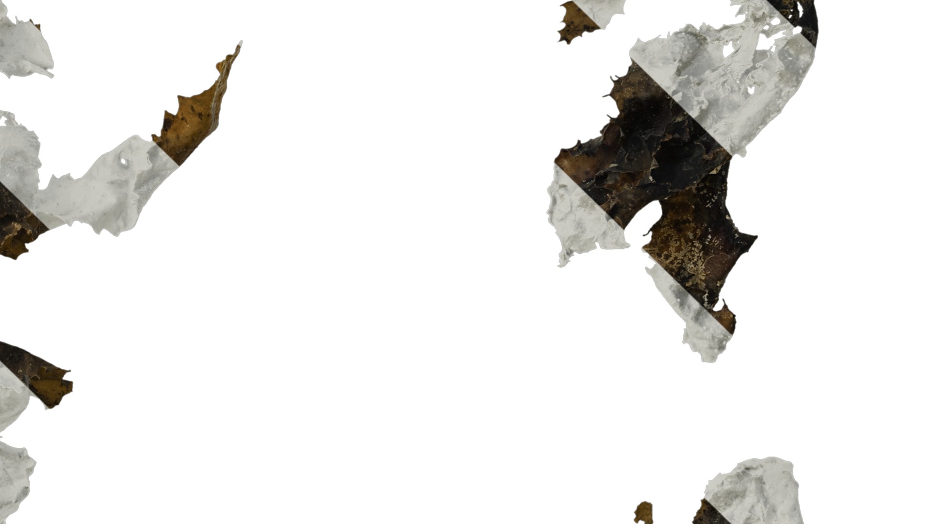 Anydrafts Sargassum pallidum Atlas 15 Texture_4