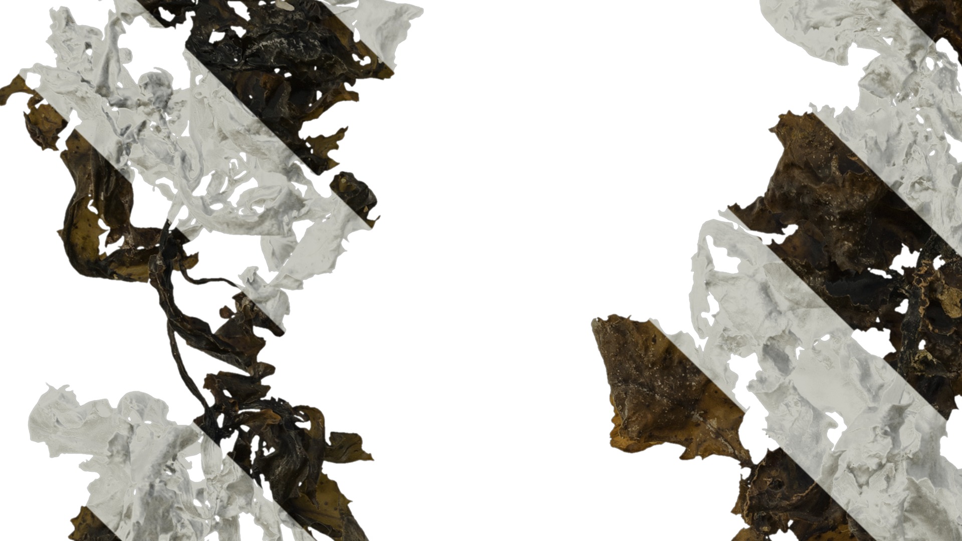 Anydrafts Sargassum pallidum Atlas 15 Texture_3