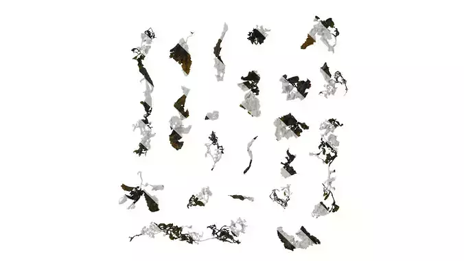 Anydrafts Sargassum pallidum Atlas 16