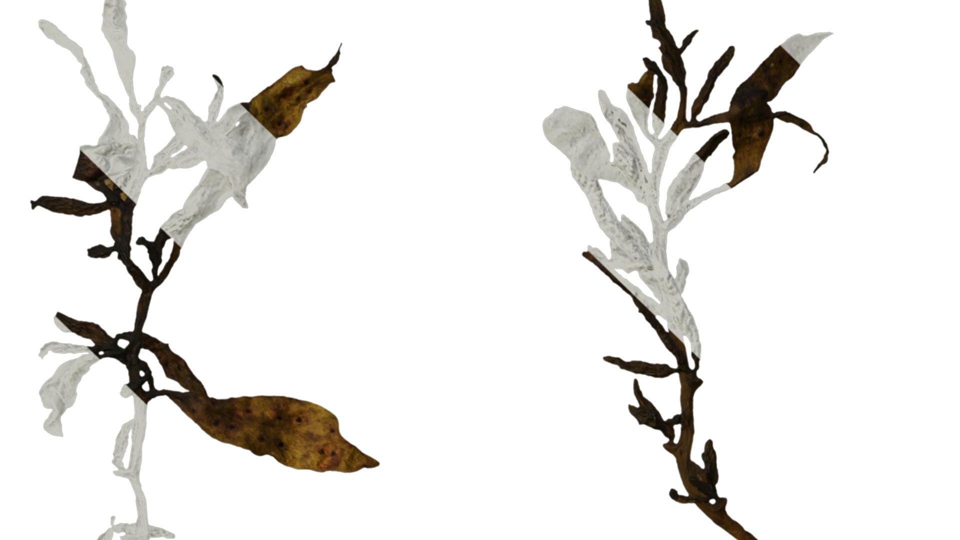 Anydrafts Sargassum pallidum Split 01 Texture_1