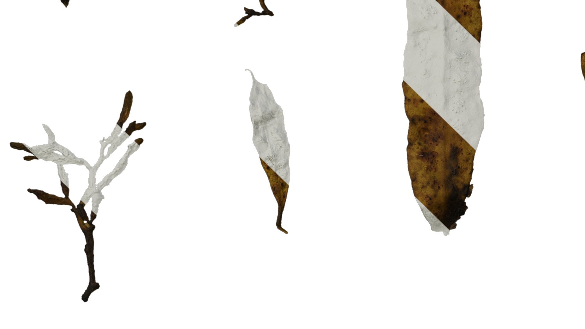 Anydrafts Sargassum pallidum Split 01 Texture_5