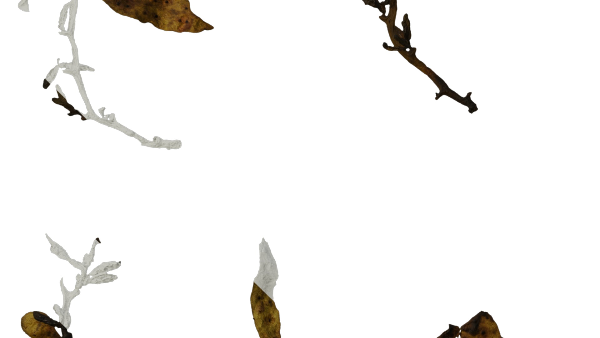 Anydrafts Sargassum pallidum Split 01 Texture_3