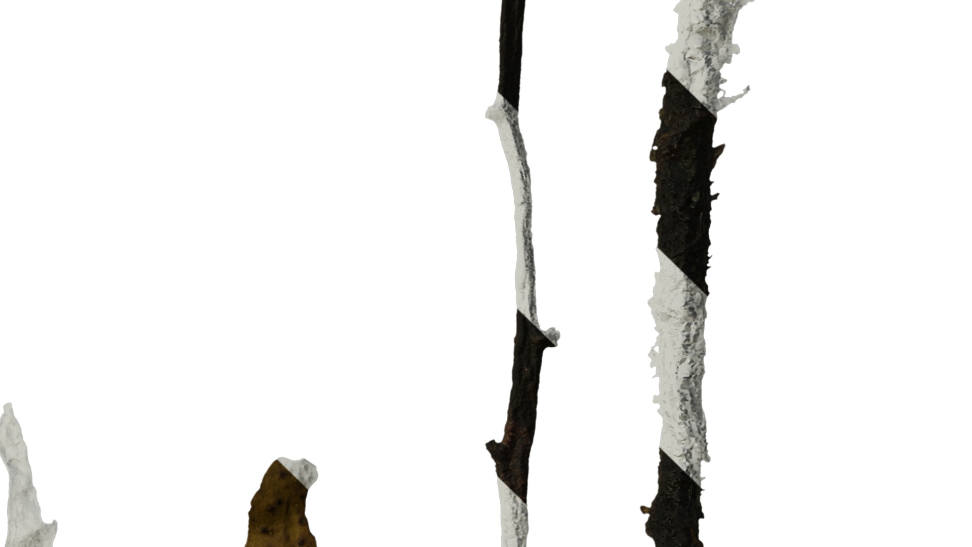 Anydrafts Sargassum pallidum Split 01 Texture_4