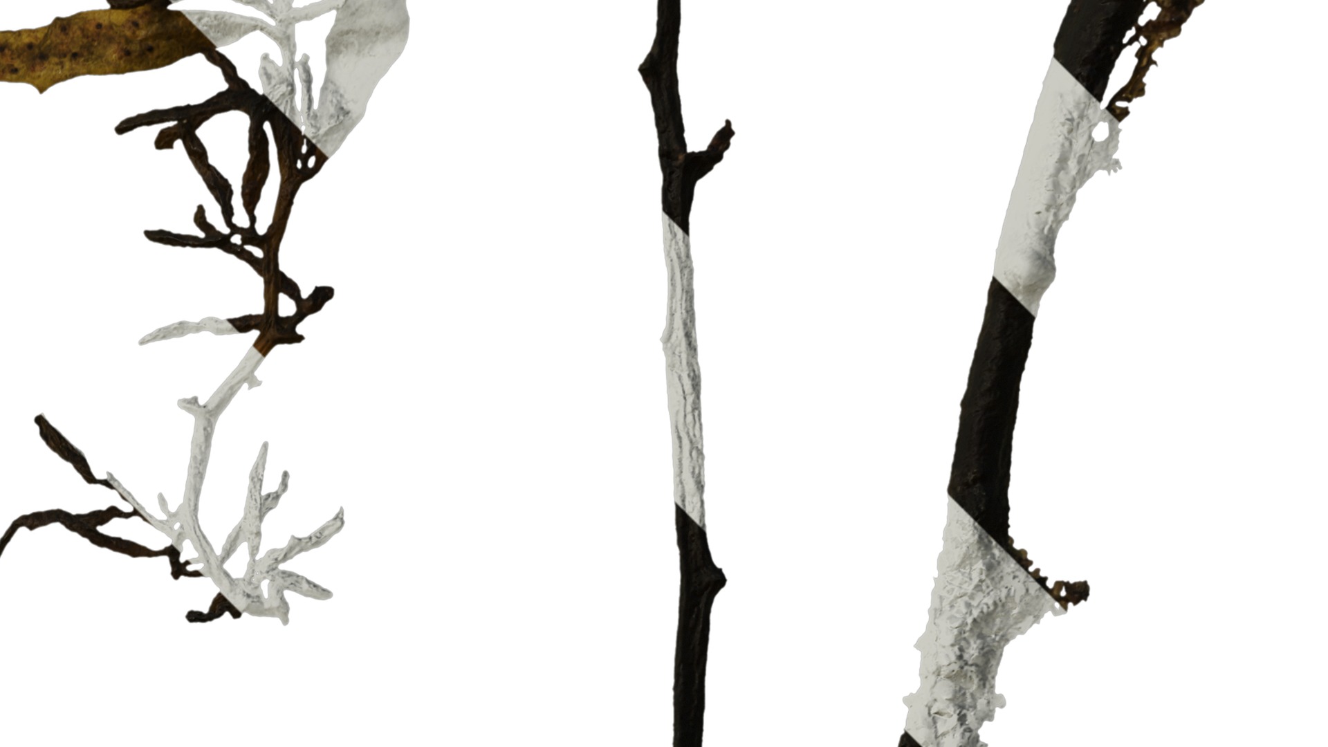 Anydrafts Sargassum pallidum Split 01 Texture_2