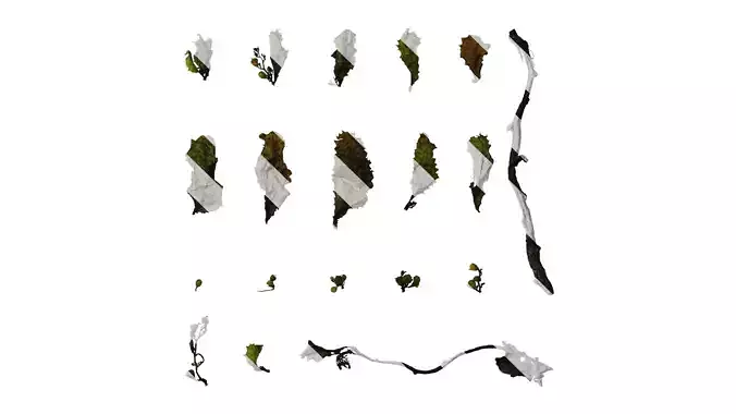 Anydrafts Sargassum pallidum Split 02