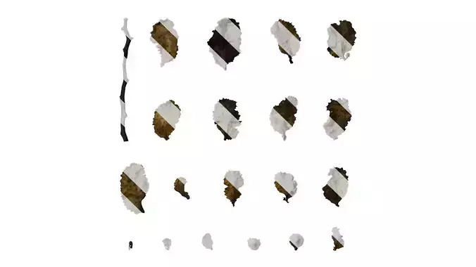 Anydrafts Sargassum pallidum Split 03