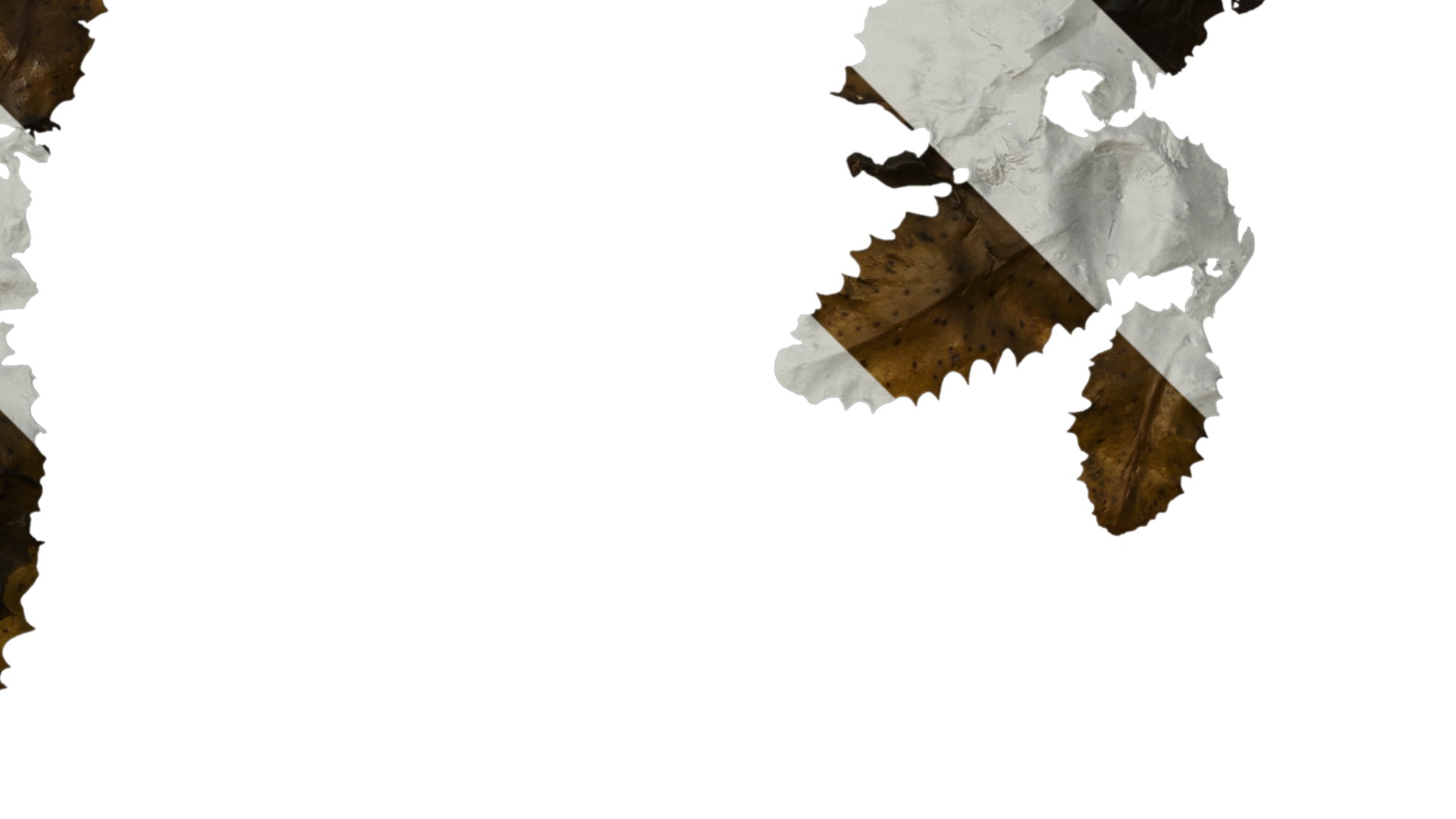 Anydrafts Sargassum pallidum Split 04 Texture_2