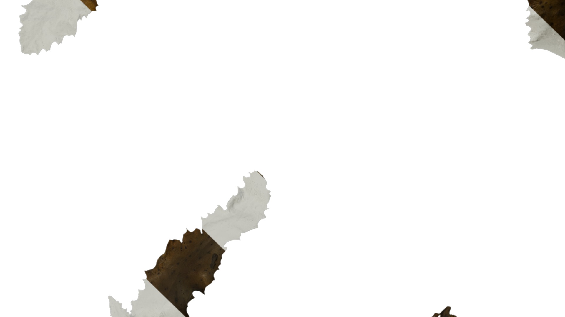 Anydrafts Sargassum pallidum Split 04 Texture_3