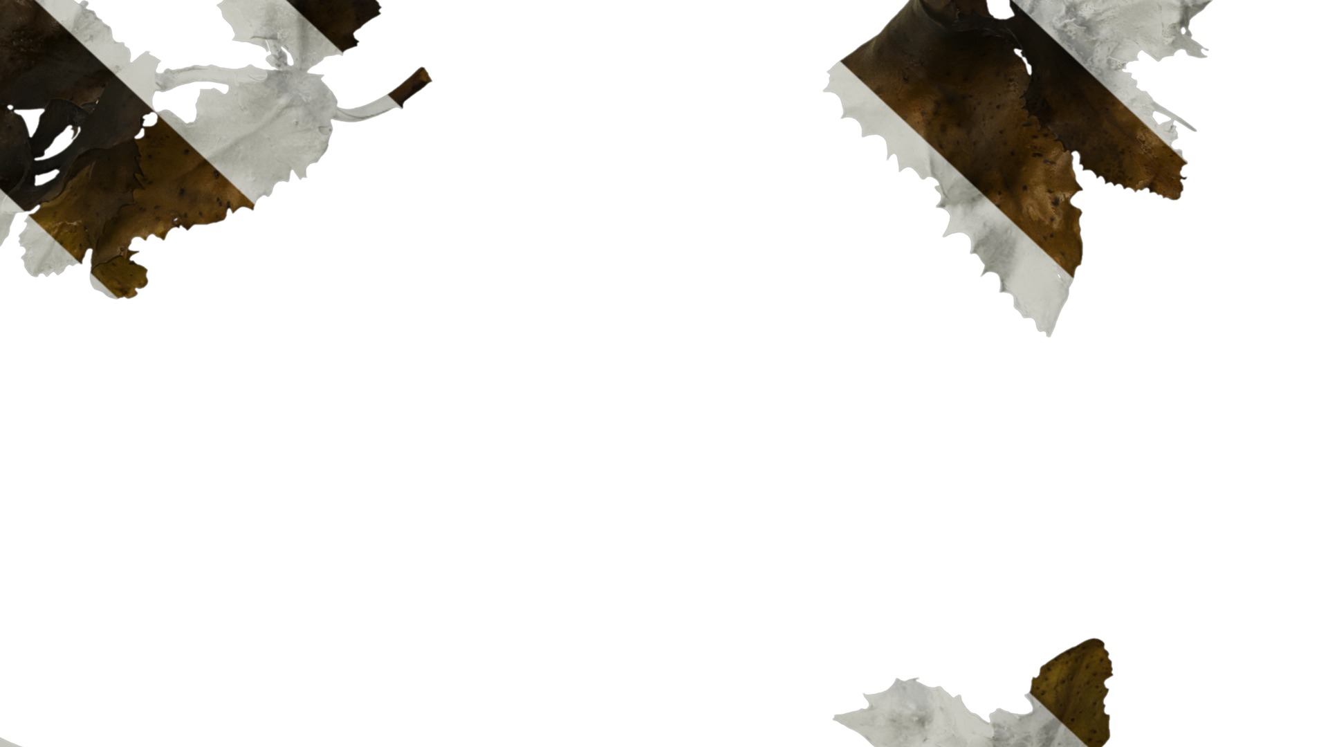 Anydrafts Sargassum pallidum Split 04 Texture_6