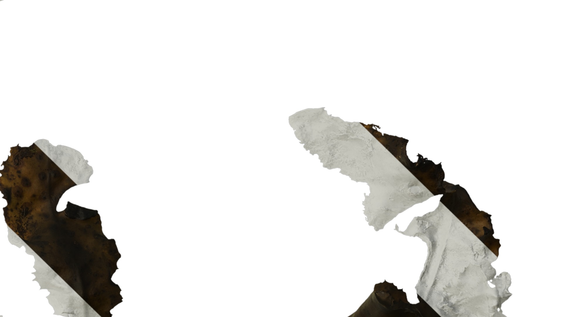 Anydrafts Sargassum pallidum Split 04 Texture_4