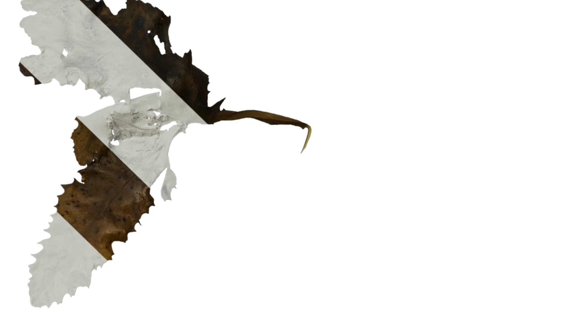 Anydrafts Sargassum pallidum Split 04 Texture_1