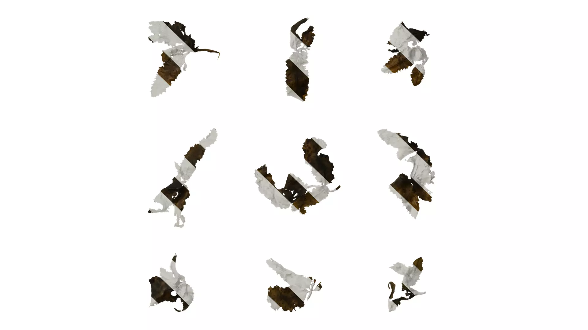 Anydrafts Sargassum pallidum Split 04 Texture_0