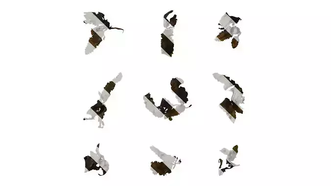 Anydrafts Sargassum pallidum Split 04