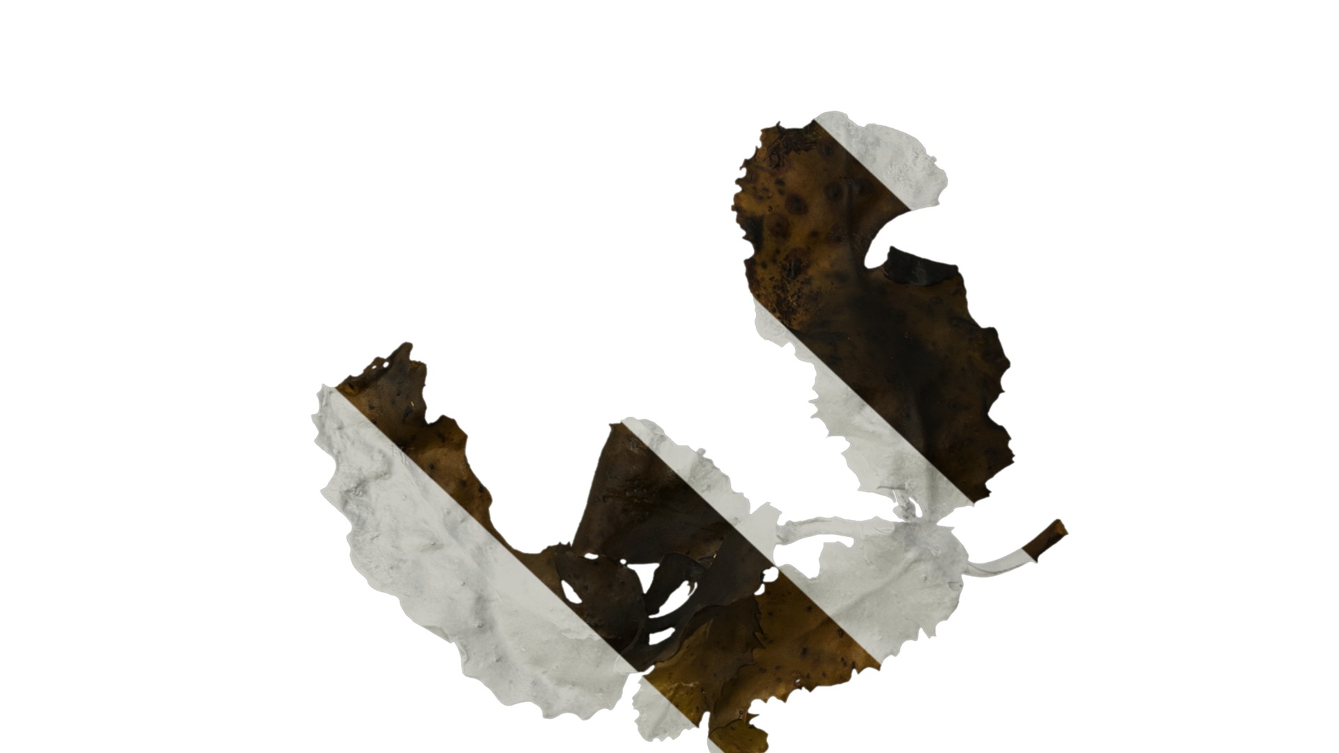 Anydrafts Sargassum pallidum Split 04 Texture_7