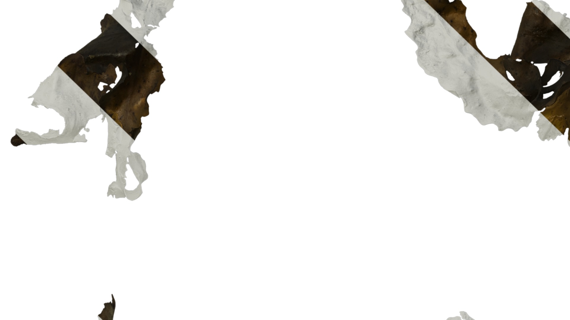 Anydrafts Sargassum pallidum Split 04 Texture_5