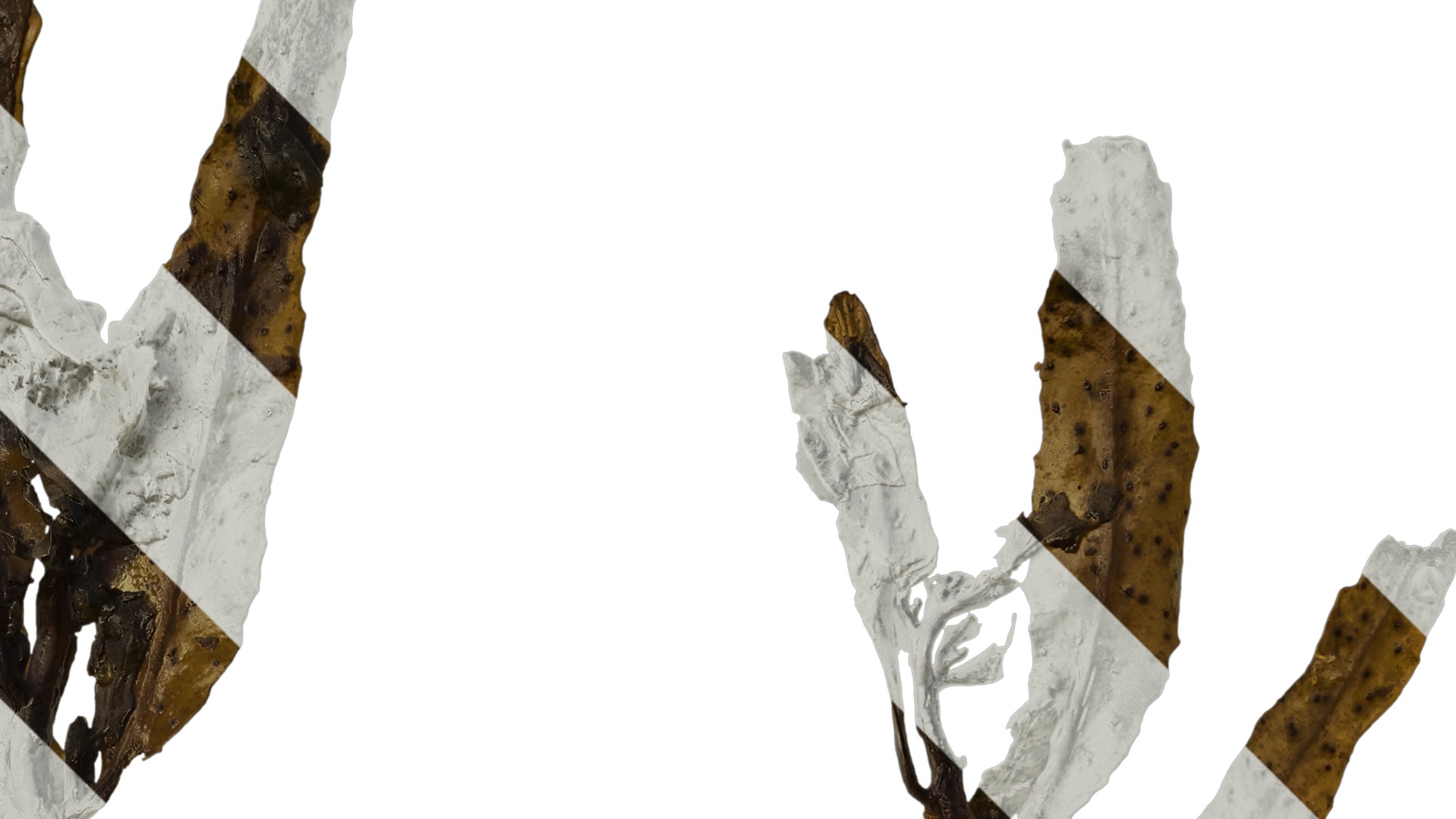 Anydrafts Sargassum pallidum Split 07 Texture_2