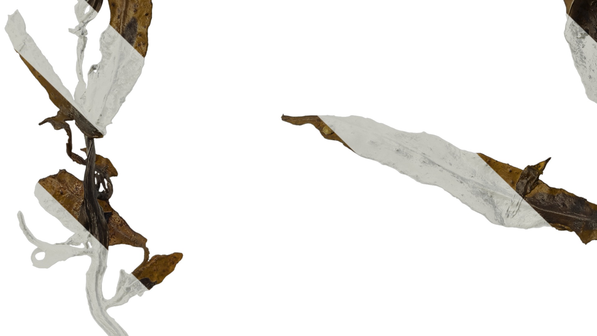 Anydrafts Sargassum pallidum Split 07 Texture_3