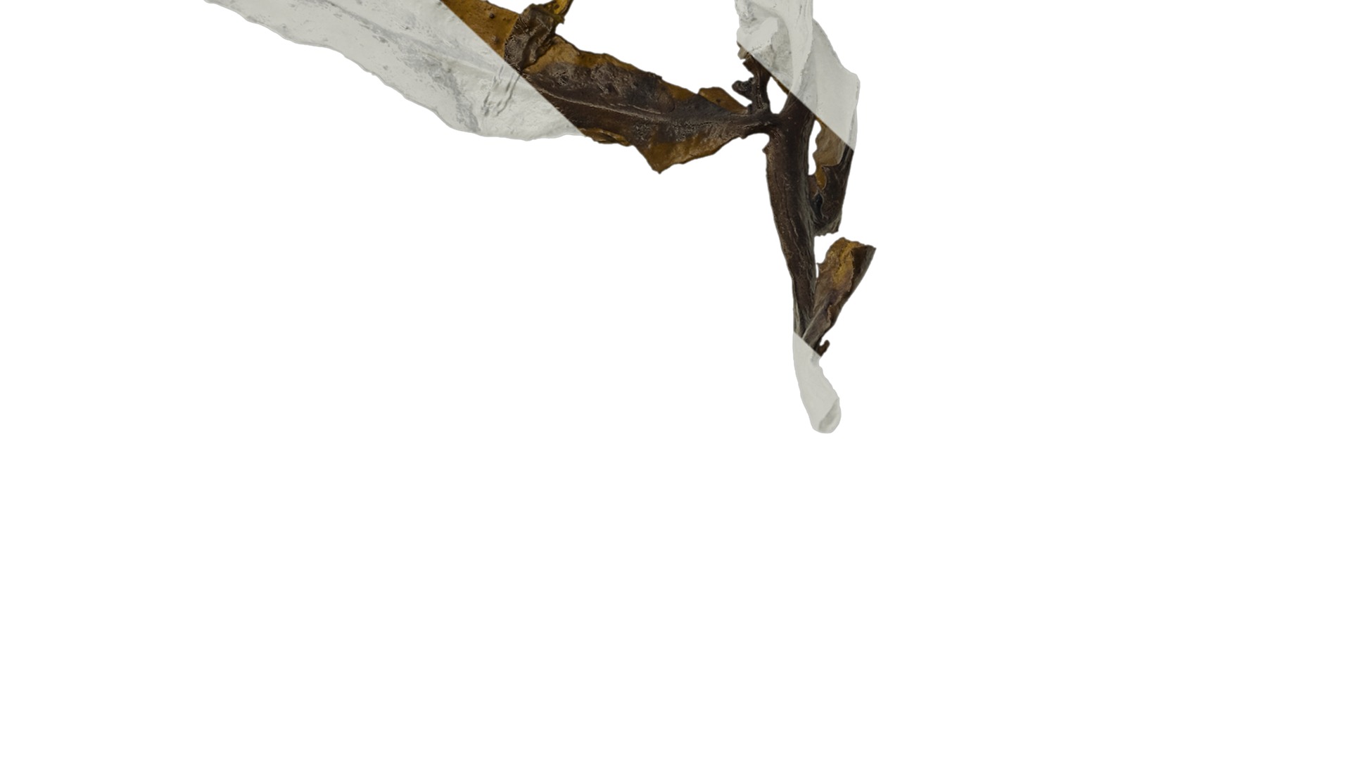 Anydrafts Sargassum pallidum Split 07 Texture_7