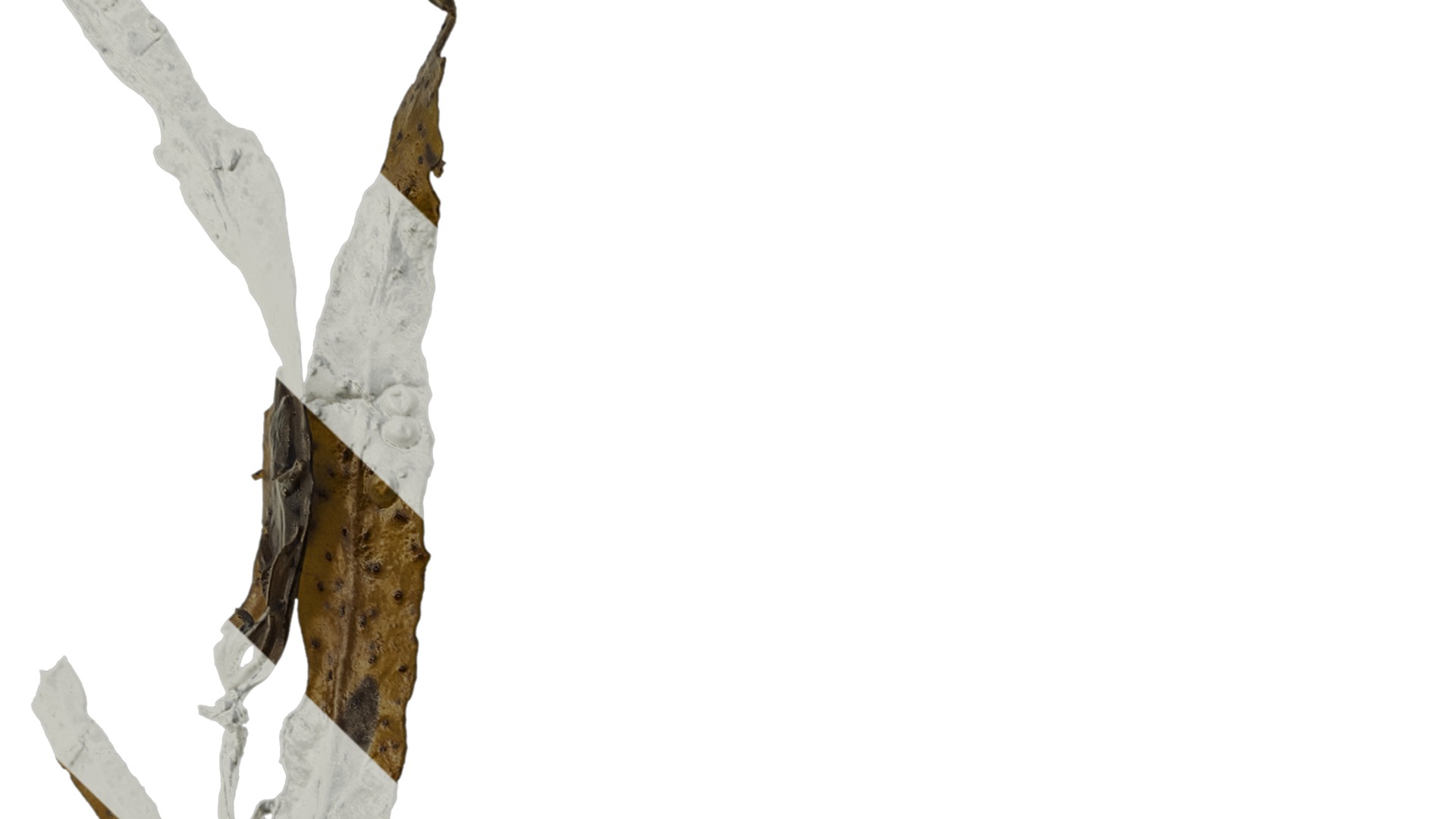 Anydrafts Sargassum pallidum Split 07 Texture_1