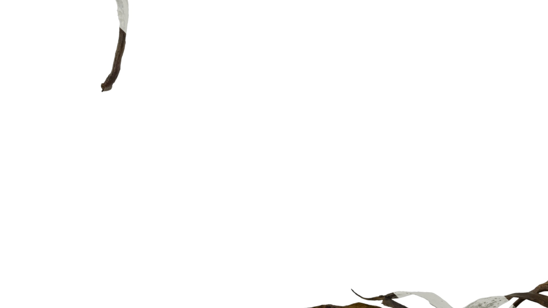 Anydrafts Sargassum pallidum Split 07 Texture_5