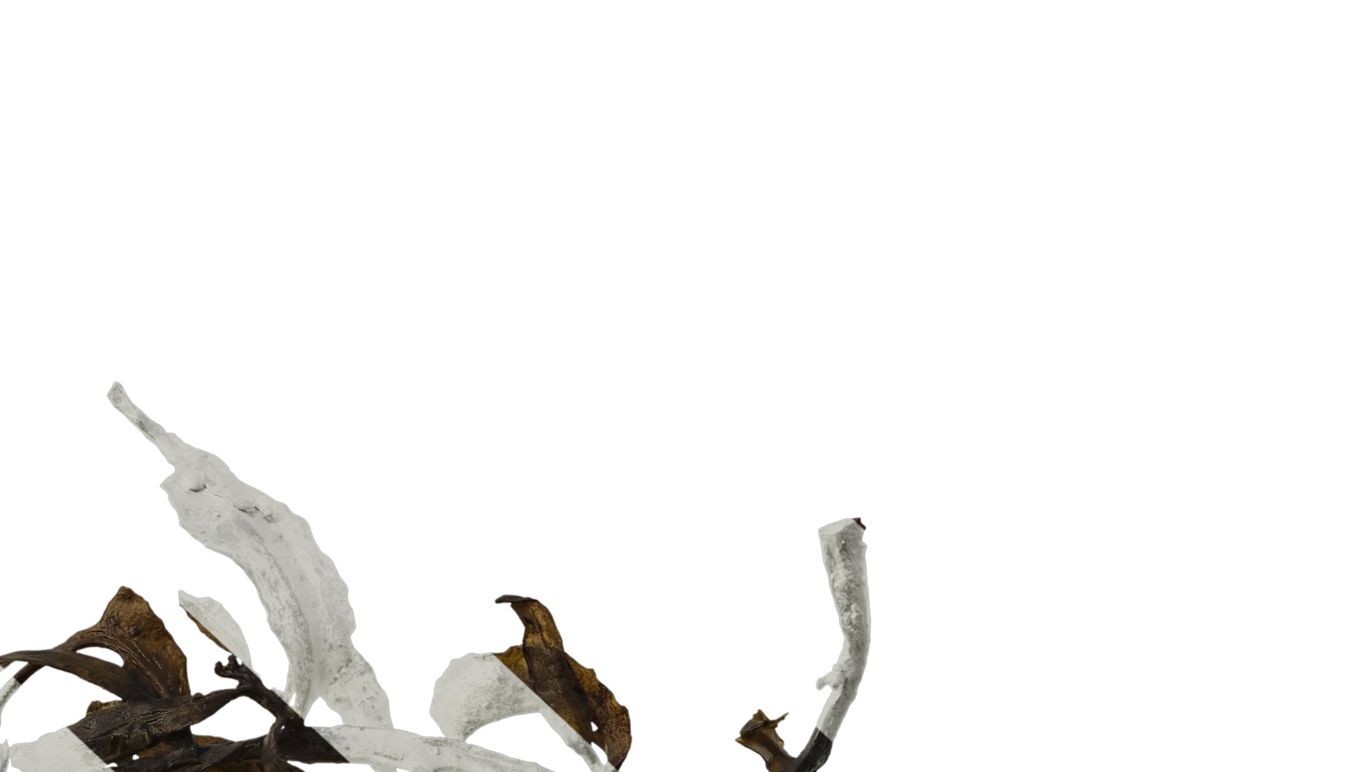 Anydrafts Sargassum pallidum Split 07 Texture_6